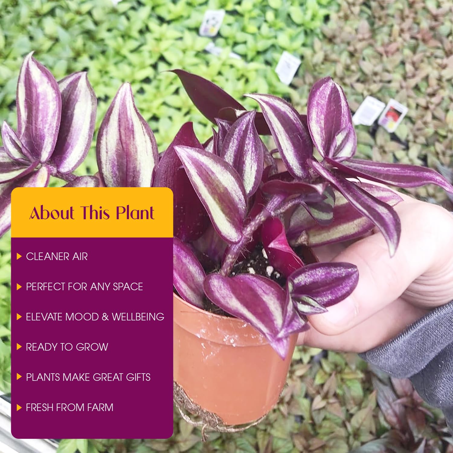 Amazon.com : Live Tradescantia Zebrina Plant in 2.5-Inch Pot